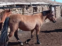 Kobyła, Kazakh horse — zdjęcie 3