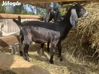 Bode, Saanen goat — foto 6
