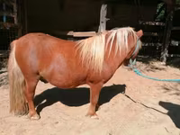 घोड़ा, Shetland Pony — फ़ोटो 5