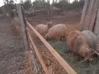 Bélier, Racka sheep — photo 2