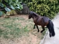 घोड़ा, Shetland Pony — फ़ोटो 7