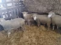 Beran, Ile-de-France sheep — foto 5