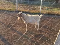 公山羊, Boer goat — 照片 3