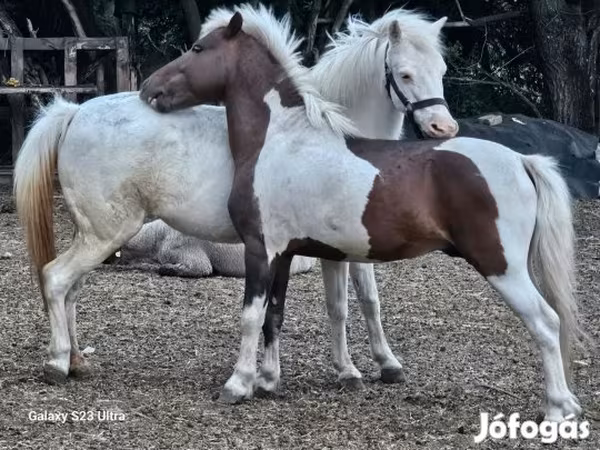 Mare, Welsh Mountain Pony