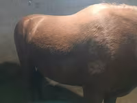 Klisna, Budyonny horse — foto 1