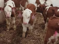 Taureau, Simmental cattle — photo 6