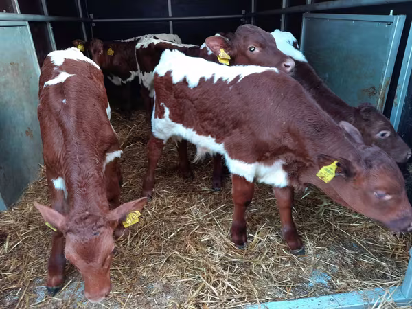 Bovins (lot, sexe non indiqué), Simmental cattle