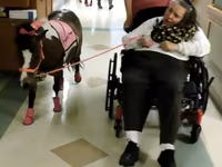 公马, Miniature horse — 照片 6