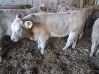 Бик, Charolais cattle — фото 6