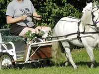公马, Miniature horse — 照片 3