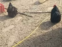 Bantam de Pequim — foto 4