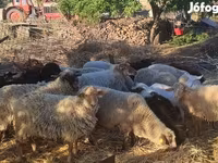 绵羊（批次，未指定性别）, Dorper sheep — 照片 1