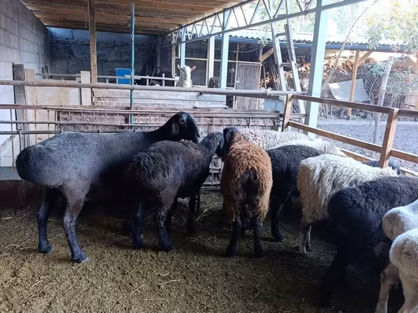 نعجة, Rhon sheep