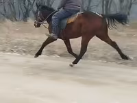 公马, Horses — 照片 4