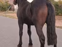 公马, Friesian — 照片 3