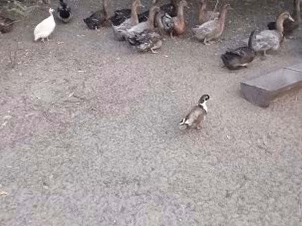 Руан