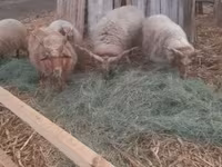 Bélier, Racka sheep — photo 1