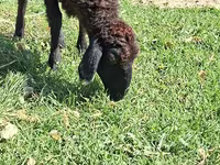 Moutons (lot, sexe non indiqué), Moutons — photo 4