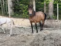 Jument, Black Sea breed — photo 4