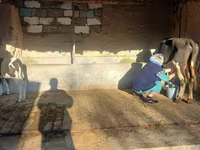 Krava, Latvian Blue cattle — foto 3