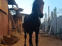 Caballo, French Trotter — foto 4