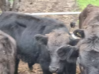 Toro, Aberdeen-Angus — foto 4