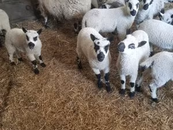 मेढ़ा, Cerry Hill sheep