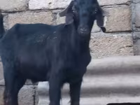 बकरा, Anatolian Black goats — फ़ोटो 1