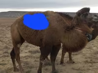 Camella, Kazakh Bactrian camel — foto 3