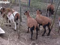 Beran, Cameroon sheep — foto 1