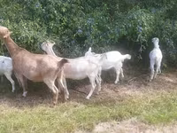 Chèvre, LaMancha goats — photo 3