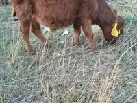 Toro, Dexter — foto 3
