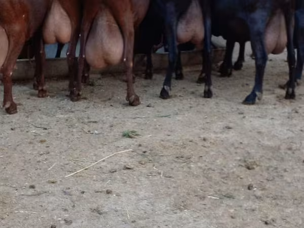 Cabra, Murcia-Granada goats