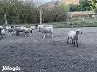 Bélier, White Suffolk sheep — photo 2