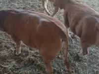 公牛, Limousin cow — 照片 7