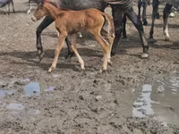 Madyan, Anglo-Arabian — foto 2