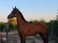 Kůň, Dutch warmblood horse — foto 5