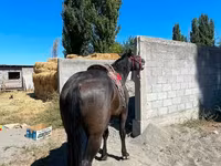 حصان, Karabair horse — الصورة 3