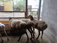 نعجة, Rhon sheep — الصورة 1