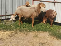 母羊, Arashan sheep — 照片 4