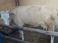 Vache, Latvian Blue cattle — photo 8