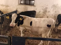 Býk, Russian Black pied cattle — foto 3