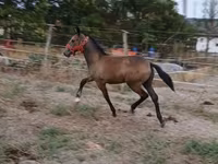 Кобила, Lipizzaner — фото 3