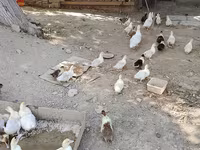 Hausente — Foto 1