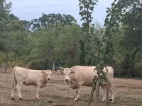Vaca, Raza carpatiana marrón — foto 2