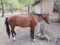 حصان, Karachay horse — الصورة 6