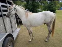 Cheval, Missouri foxtrotter — photo 2