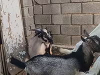 公山羊, LaMancha goats — 照片 3