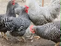 Chickens — الصورة 5