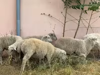 मेढ़ा, Ile-de-France sheep — फ़ोटो 2